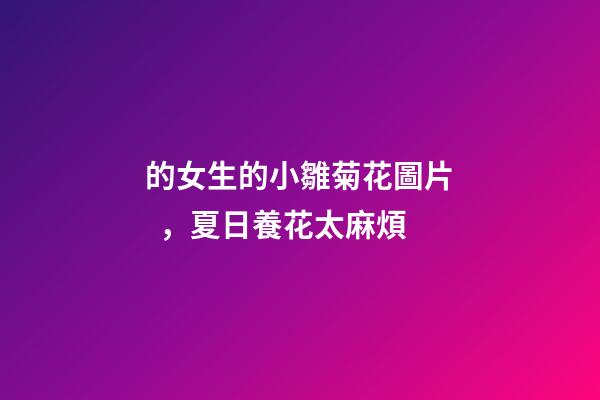 的女生的小雛菊花圖片，夏日養花太麻煩